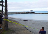 seals1