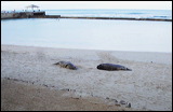 seals2