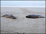 seals5