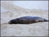 seals7