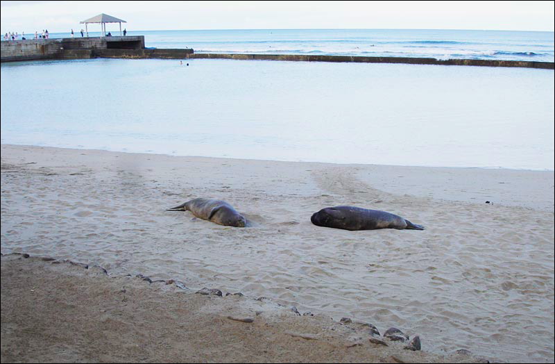 seals2.jpg