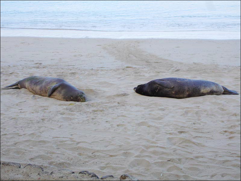 seals5.jpg