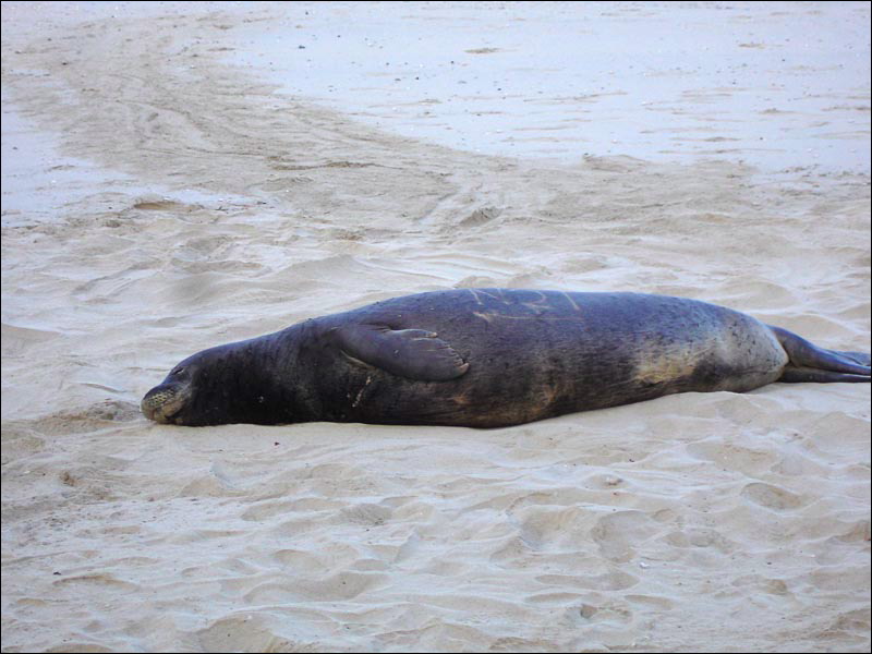 seals7.jpg