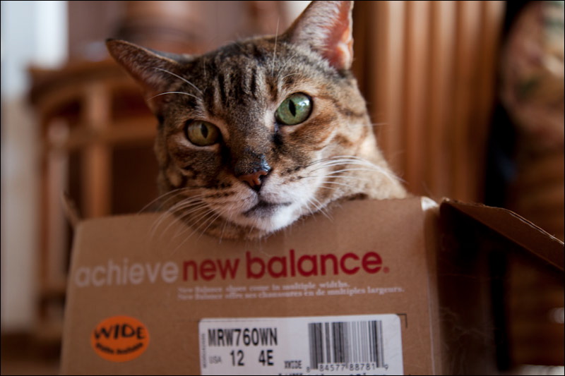 Cat in box