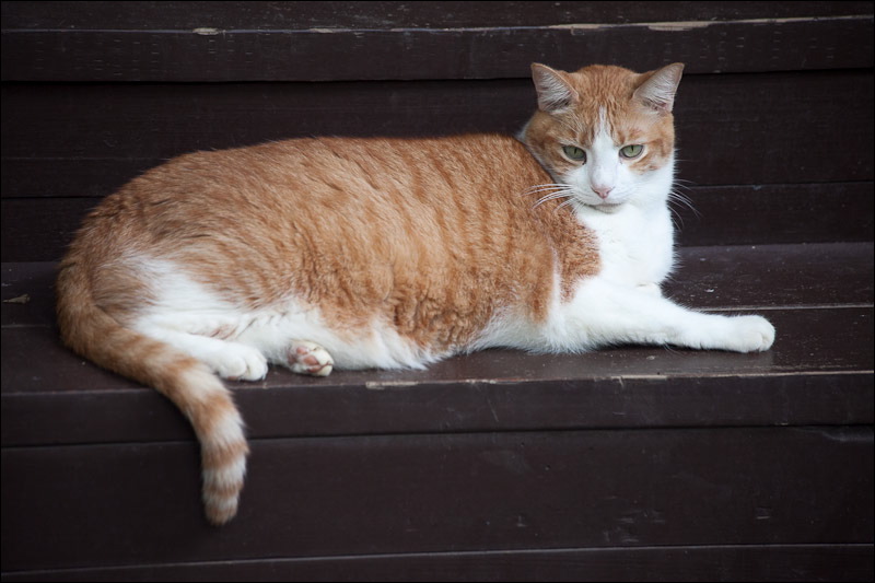 Cat on steps