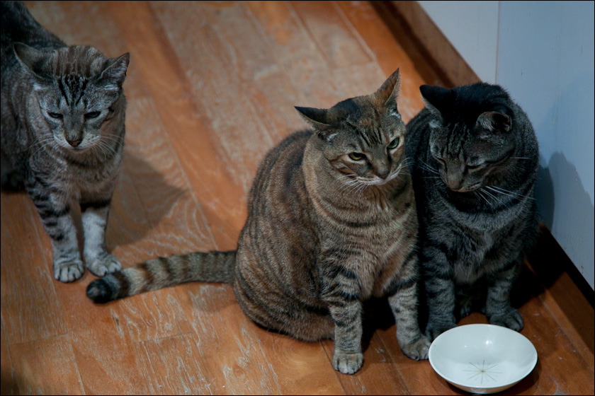 cats-1.jpg