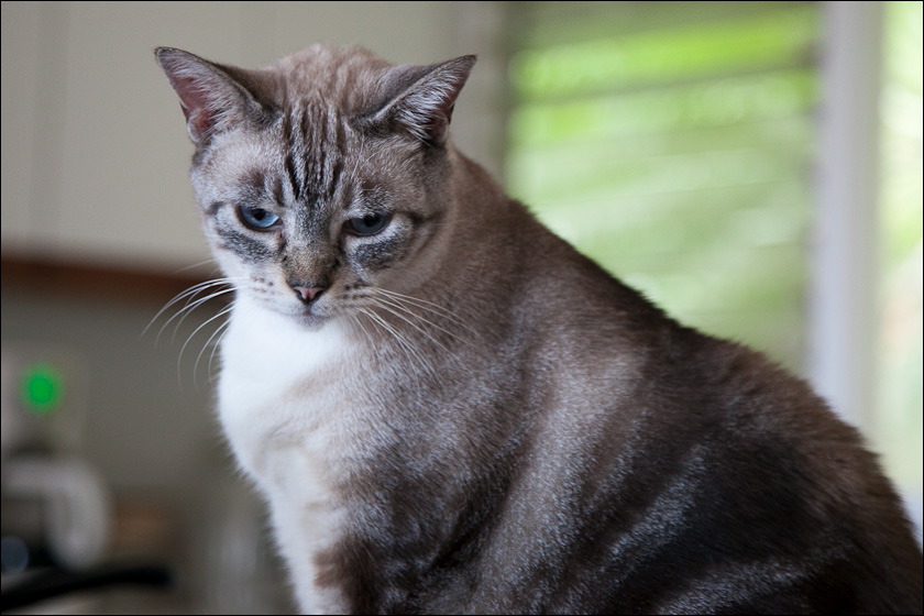cats-10.jpg