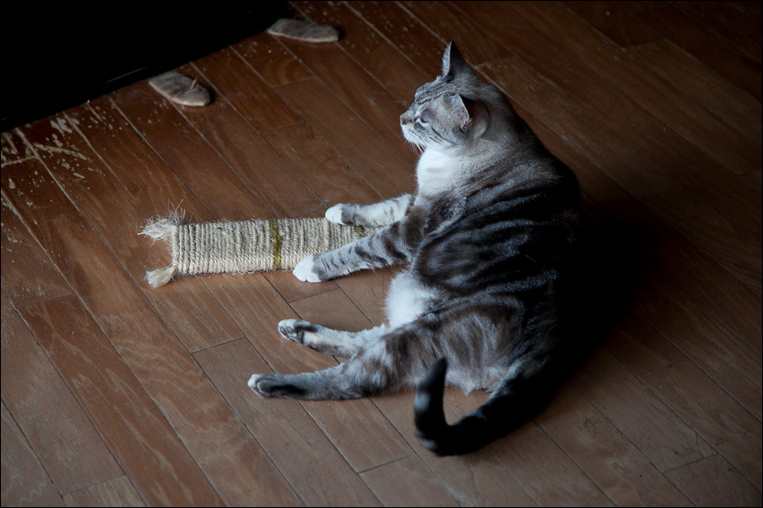 cats-11.jpg