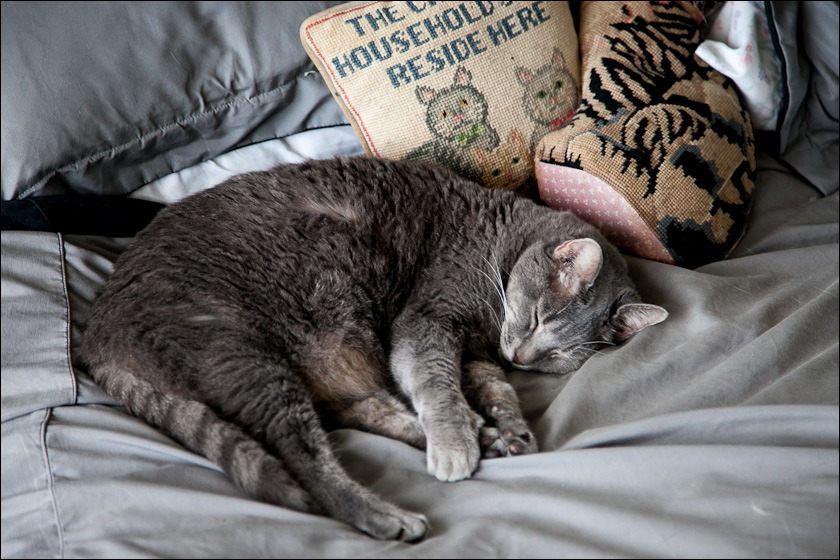 cats-12.jpg