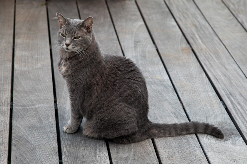 cats-2.jpg