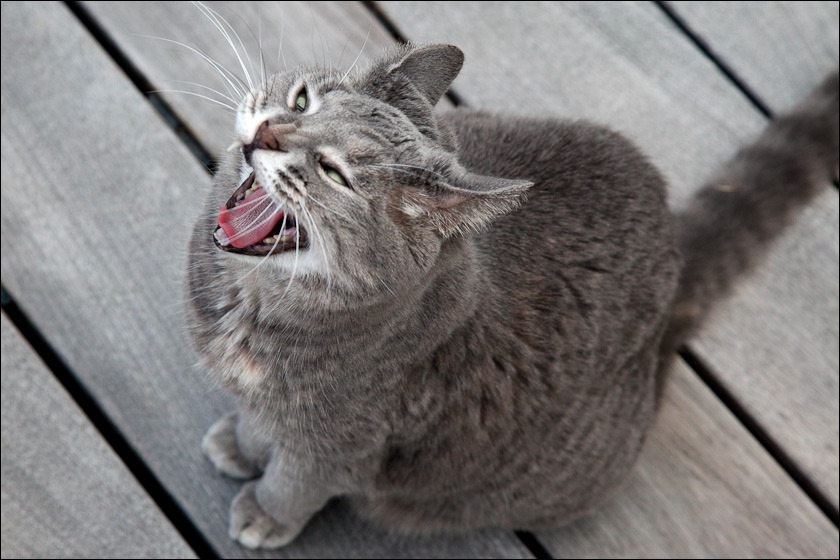 cats-3.jpg