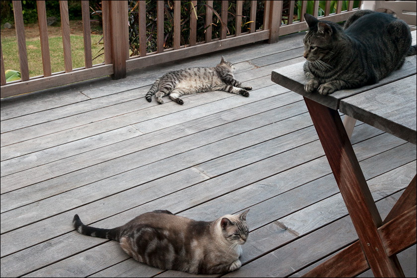 cats-4.jpg