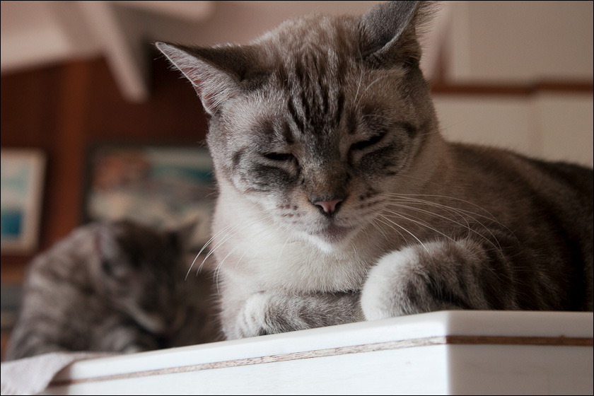 cats-5.jpg