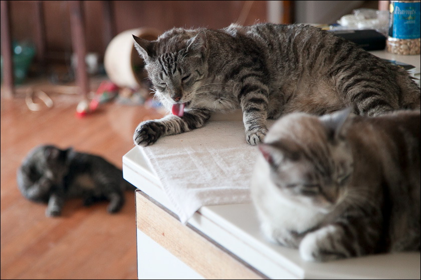 cats-6.jpg