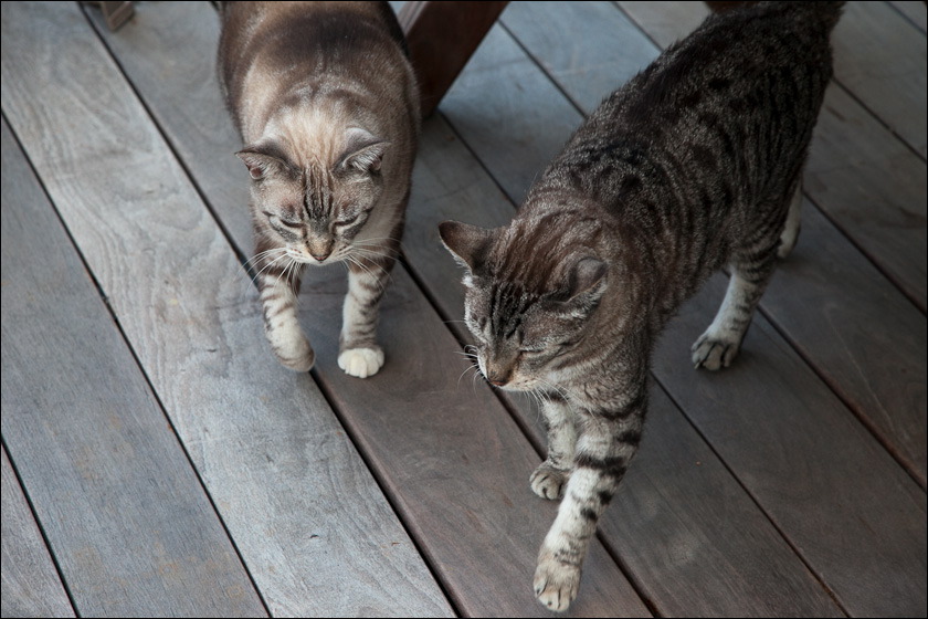 cats-7.jpg