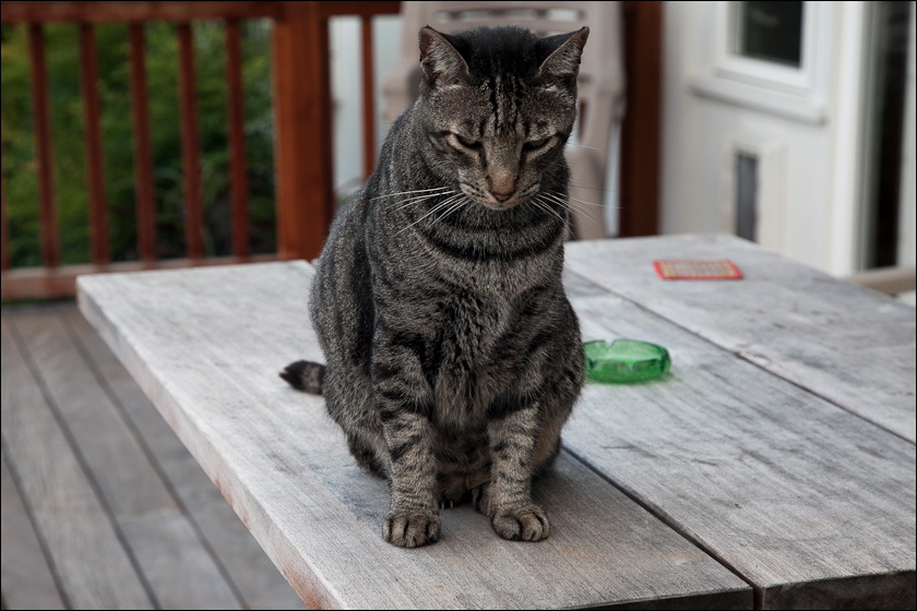 cats-8.jpg