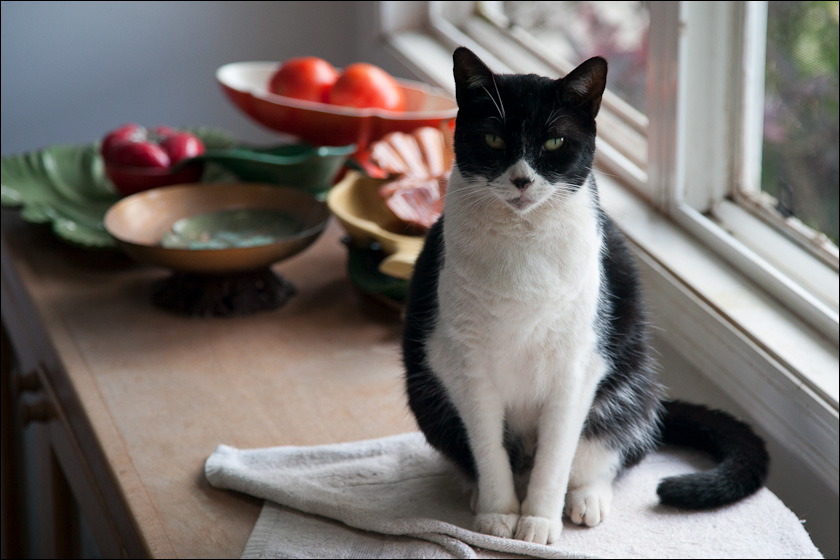 cats-9.jpg