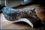 cats-2