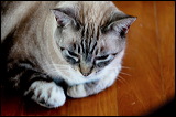 cats-3