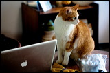 cats-4