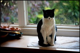 cats-5