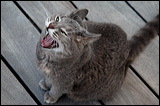 cats-6