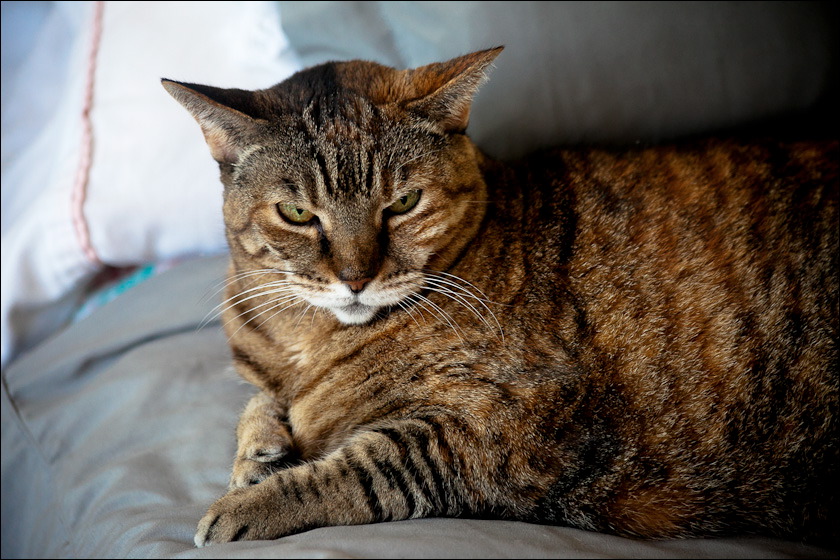 cats-1.jpg