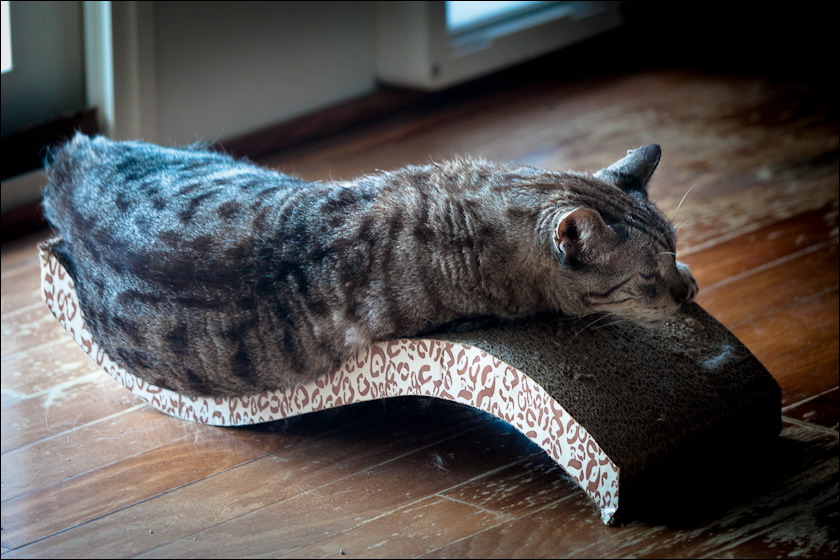 cats-2.jpg
