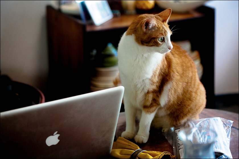 cats-4.jpg