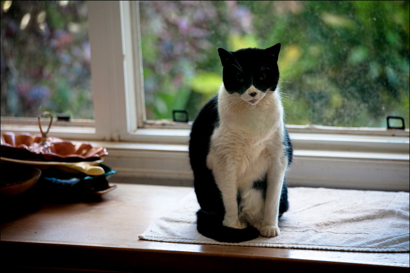 cats-5.jpg