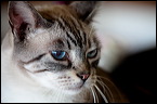 cats-10