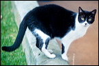 cats-11