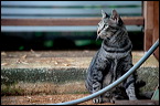 cats-2