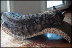 cats-4
