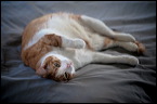 cats-5
