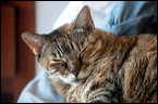 cats-6