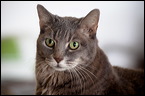 cats-7