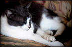 cats-8