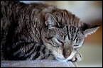 cats-9