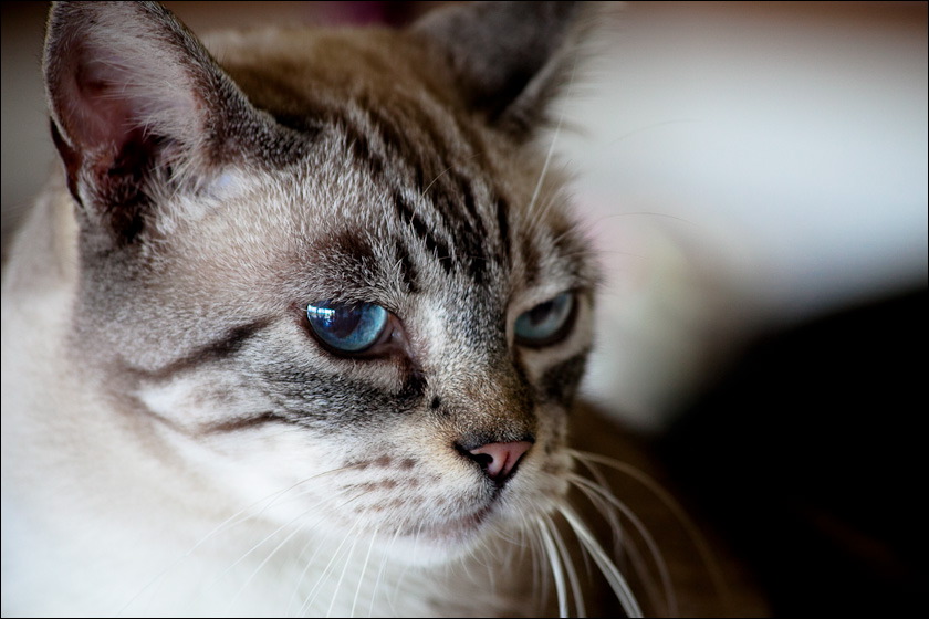 cats-10.jpg