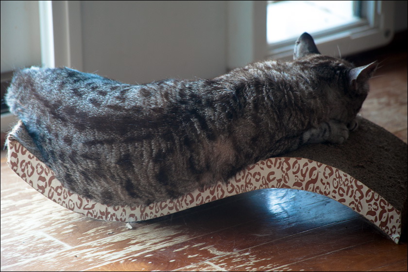 cats-4.jpg
