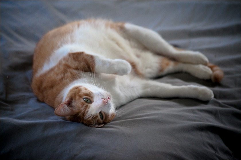 cats-5.jpg