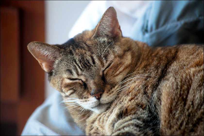 cats-6.jpg