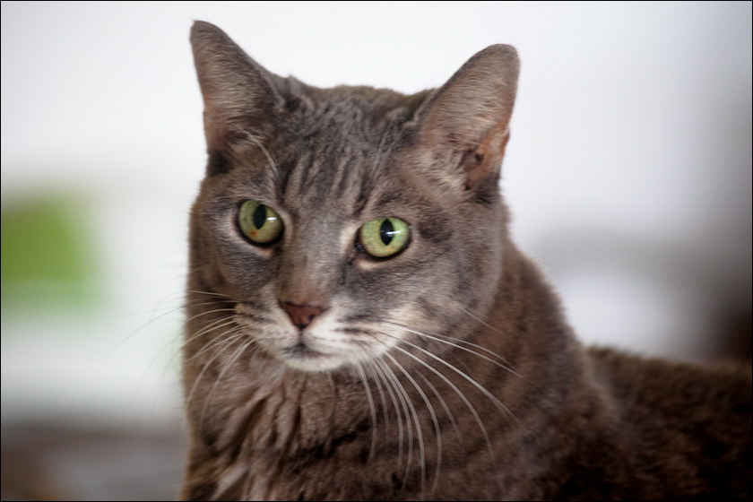 cats-7.jpg