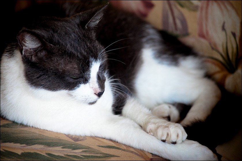 cats-8.jpg