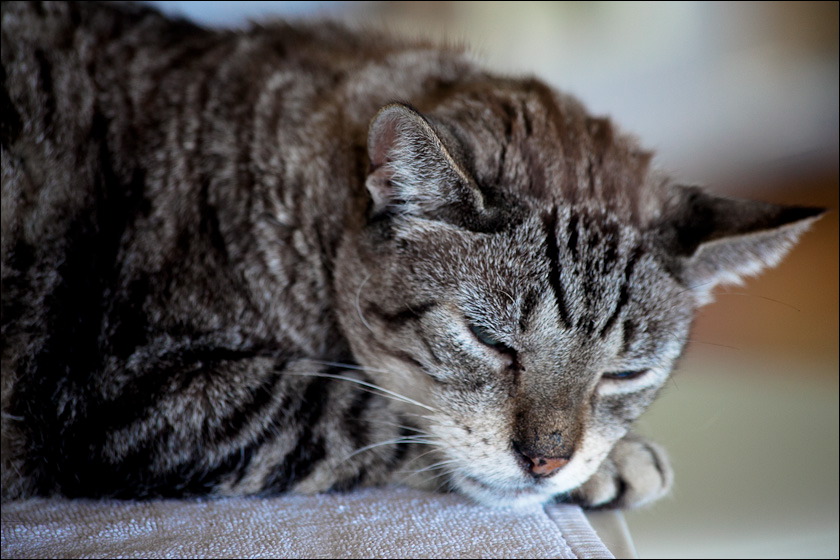 cats-9.jpg