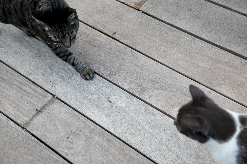 cats-10.jpg