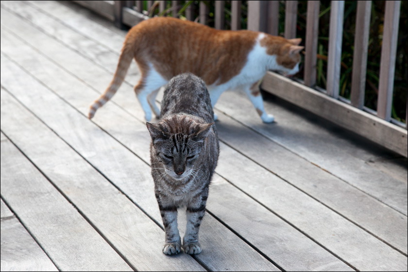 cats-12.jpg