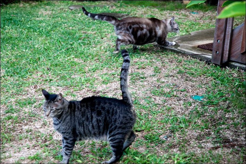 cats-13.jpg