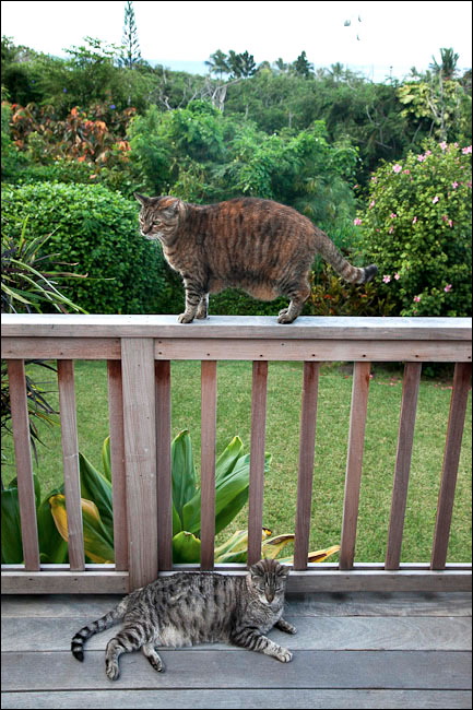cats-14.jpg